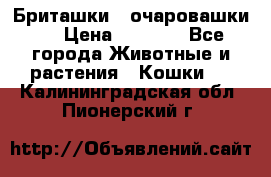 Бриташки - очаровашки.  › Цена ­ 3 000 - Все города Животные и растения » Кошки   . Калининградская обл.,Пионерский г.